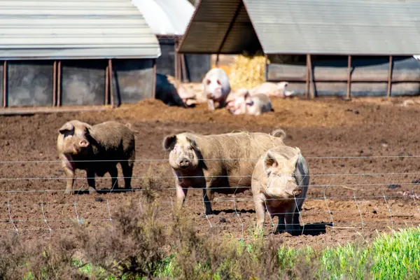 stock image Free Range Pork Farm in the Field