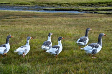 Faroe Kazları - Faroe Adaları