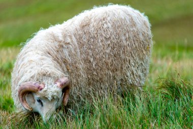 Faroese Ram - Faroe Adaları