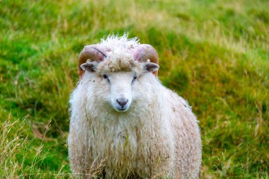 Faroese Ram - Faroe Adaları
