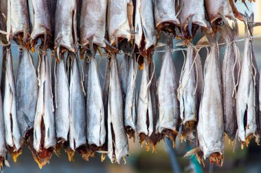 Hava Kurutulmuş Fermente Balığı - Faroe Adaları