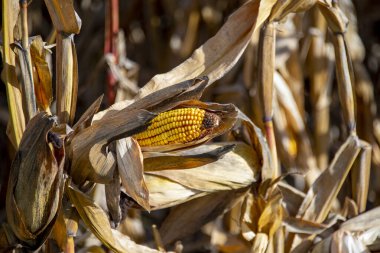 Mısır koçanı hasat için hazır