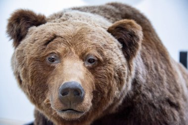 Tahnitçilik Kahverengi Ayı - Norveç