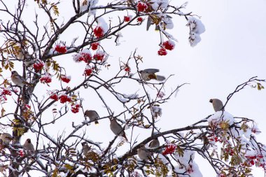 Ağaçtaki Sedir Kanatlı Kuşlar