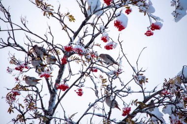 Ağaçtaki Sedir Kanatlı Kuşlar