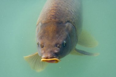 Hellbrunn Garden Pond 'da sazan balığı - Avusturya