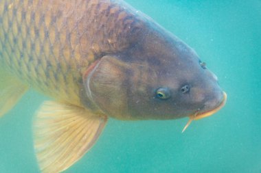 Hellbrunn Garden Pond 'da sazan balığı - Avusturya