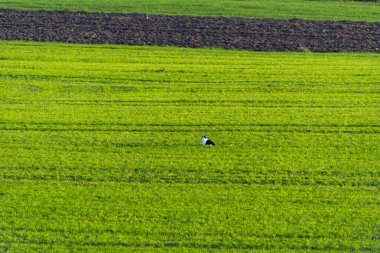 Bavyera 'daki Tarım Alanı - Almanya