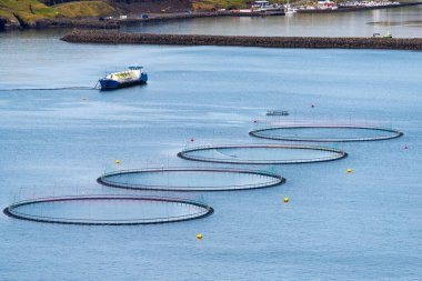Somon Çiftliği - Faroe Adaları