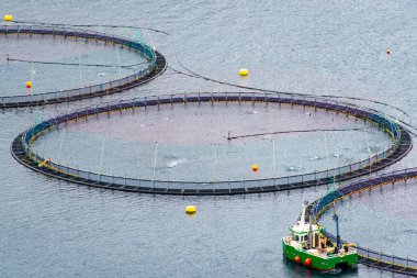 Somon Çiftliği - Faroe Adaları