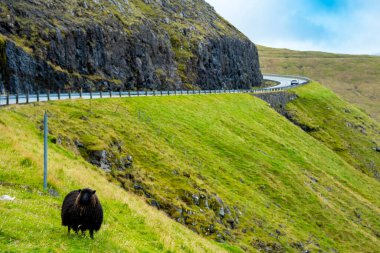 Faroese Koyunları - Faroe Adaları