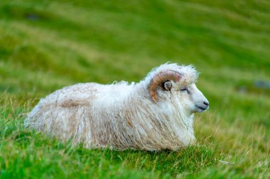 Faroese Ram - Faroe Adaları