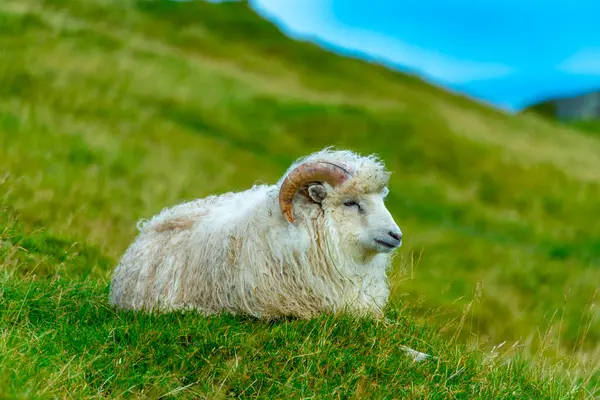 Faroese Ram - Faroe Adaları