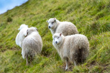 Faroese Koyunları - Faroe Adaları