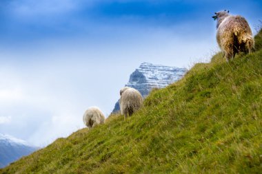 Faroese Koyunları - Faroe Adaları