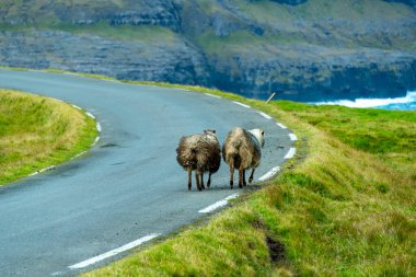 Yoldaki Faroe Koyunları - Faroe Adaları