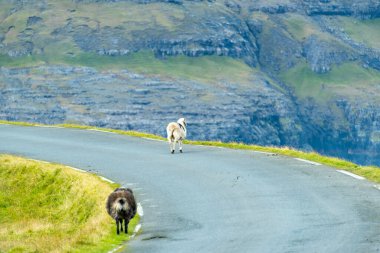 Yoldaki Faroe Koyunları - Faroe Adaları