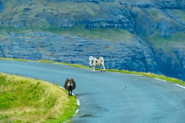 Yoldaki Faroe Koyunları - Faroe Adaları