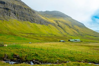 Faroe Adalarındaki Highland Sığır Çayırı
