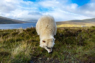 Faroese Koyunları - Faroe Adaları