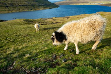 Faroese Koyunları - Faroe Adaları