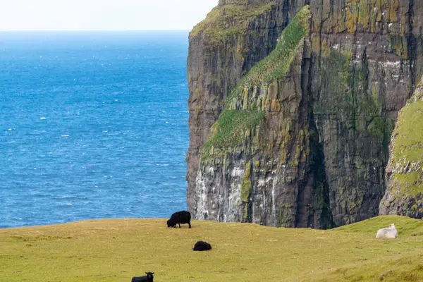 Asmundarstakkur Kayalıklarında Koyun Çayırı - Faroe Adaları