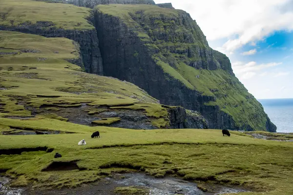 Asmundarstakkur Kayalıklarında Koyun Çayırı - Faroe Adaları
