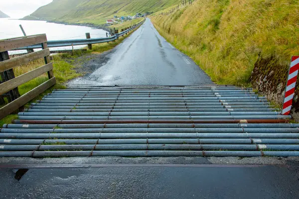 Faroe Adalarındaki Sığır Izgarası