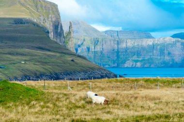 Trollkonfingur 'daki Koyun Çayırı - Faroe Adaları