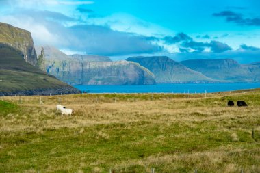 Trollkonfingur 'daki Koyun Çayırı - Faroe Adaları