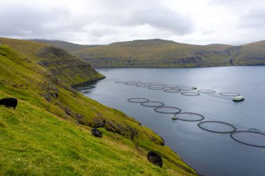 Somon Çiftliği - Faroe Adaları