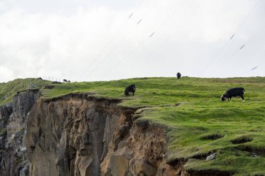 Faroese Koyunları - Faroe Adaları