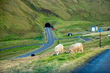 Yoldaki Faroe Koyunları - Faroe Adaları