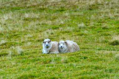 Faroese Koyunları - Faroe Adaları