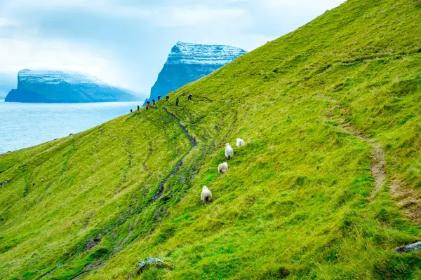 Faroese Koyunları - Faroe Adaları