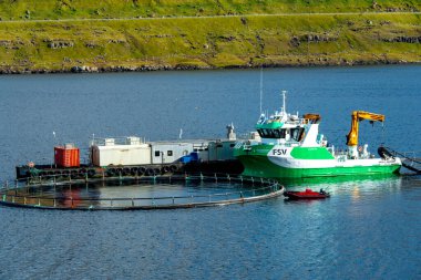 Haldarsvik, Faroe Adaları - 25 Eylül 2024: Faroe Adaları 'nın önde gelen kaliteli somon üreticilerinden Bakkafrost için FSV Grubu işletim gemileri