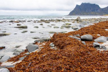 Lofoten 'deki Uttakleiv Plajı - Norveç