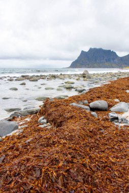 Lofoten 'deki Uttakleiv Plajı - Norveç