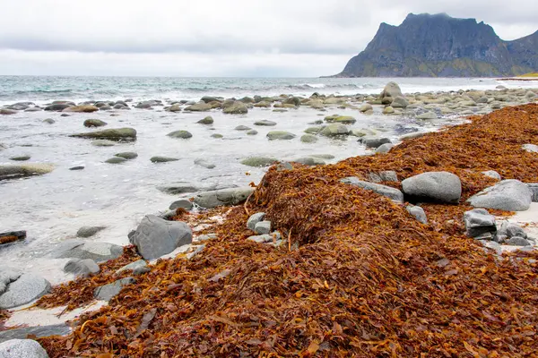 Lofoten 'deki Uttakleiv Plajı - Norveç