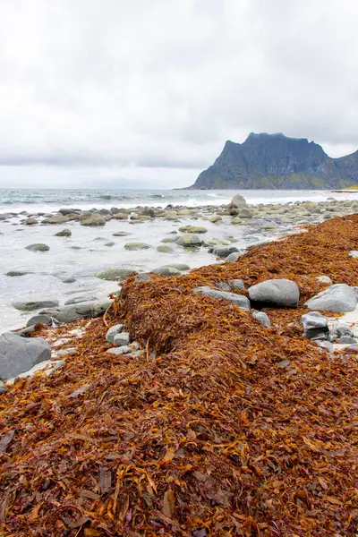 Lofoten 'deki Uttakleiv Plajı - Norveç