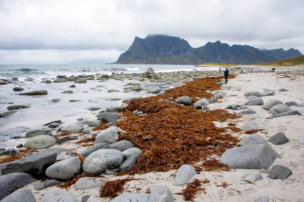Lofoten 'deki Uttakleiv Plajı - Norveç