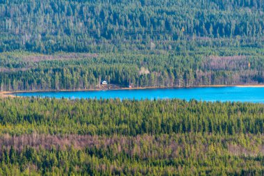 Laponya 'daki Çam Ormanı - Finlandiya