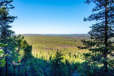 Laponya 'daki Çam Ormanı - Finlandiya