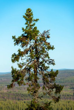 Laponya 'da Çam Ağacı