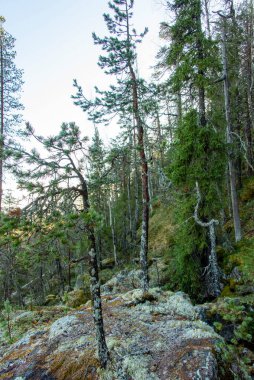Laponya 'daki Çam Ormanı - Finlandiya