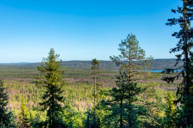 Laponya 'daki Çam Ormanı - Finlandiya