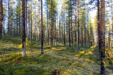 Eero 'nun Laponya Yolu - Finlandiya