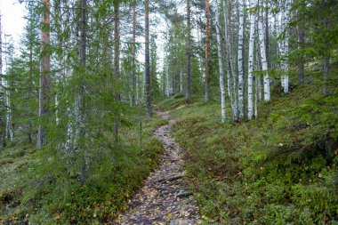 Eero 'nun Laponya Yolu - Finlandiya