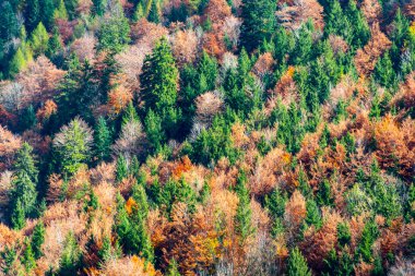 Bavyera 'da Sonbahar Renkleri - Almanya