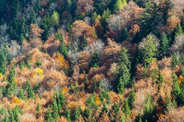 Bavyera 'da Sonbahar Renkleri - Almanya